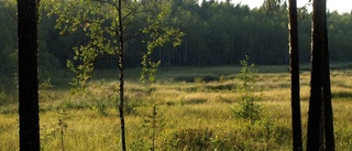 Hur ska Norrköping arbeta för att återställa natur?