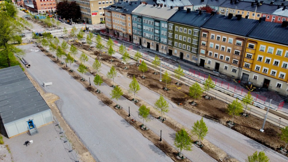 Nu grönskar det på de nyplanterade träden i Östra Promenaden.
