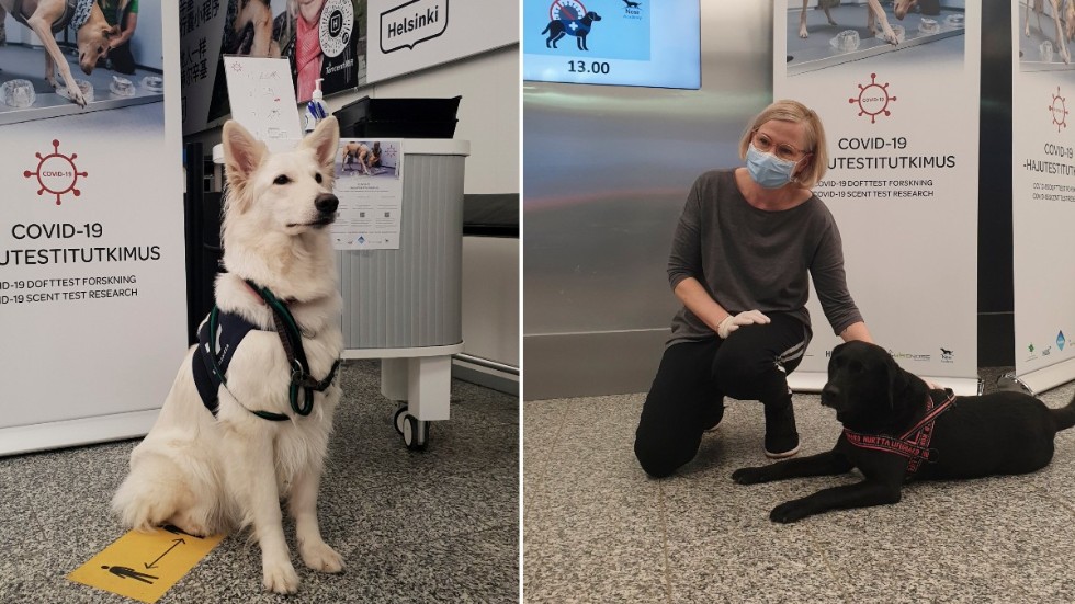 En vallhund och tre labradorer deltog i en studie som visade att hundarna var riktigt bra på att hitta vilka personer som var smittade med covid-19.