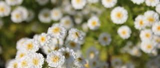 BILDER: Rosornas ö får rosarium