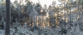 Bok om dramatik i skogen