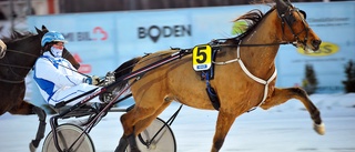 Storskrällen vann trots startgalopp och kort distans - Nils agerade tomtenisse på Bodentravet