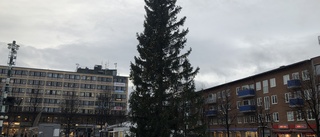 Årets julgran på plats på torget