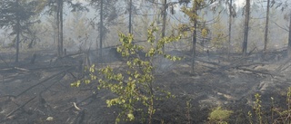 Skogsbrand i Kusmark