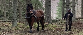 Jan vet hur man handskas med kraftfulla arbetshästar: "Man ska ha respekt"