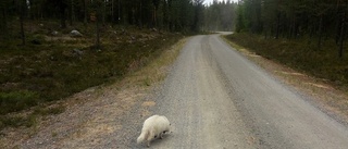 Stugägare fick oväntat besök – kritvit mårdhund stod utanför huset