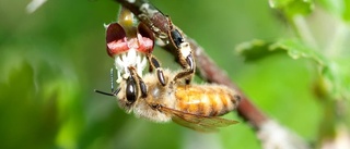 Pengar till insektsvård