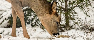 Rådjurens egen vinterrestaurang