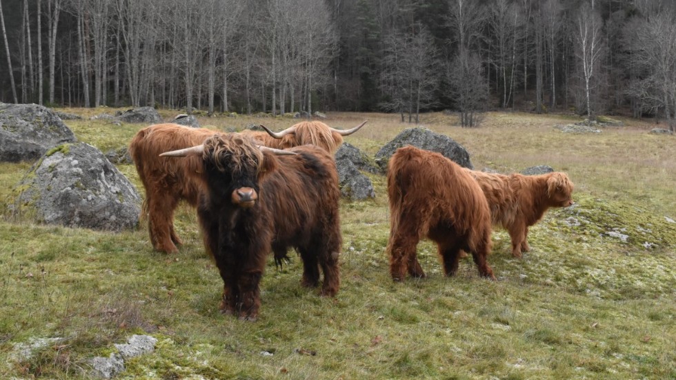 Tjuren Kjell tillsammans med sina kor. De är alla av rasen highland cattle.