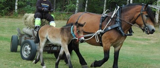 Två nya hästkrafter i Igelfors