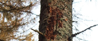 Ett litet kryp till attack på skogen