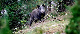 Lantbrukare erbjuds hjälp – av jägare