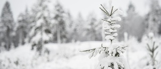 SMHI:s prognos: Snön är här för att stanna