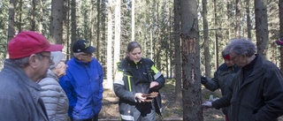 Granbarkborren går hårt åt skogarna – orsakar förluster för miljarder