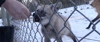 Ulliga valpar från Pampas leker i snön på Parken Zoo