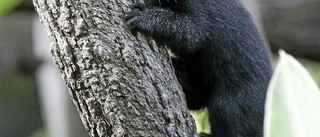 Biten binturong måste avlivas