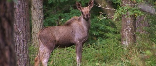 TV: Se hur älgkalven mumsar på trädet.