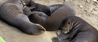 Uttervalpar såg dagens ljus på Parken Zoo