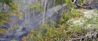 Så påverkas djur och natur av skogsbränder