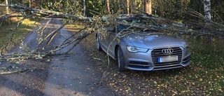 Werner: I stället för svamp hittade jag ett träd över bilen