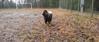 Mariefred får vänta på sin hundpark