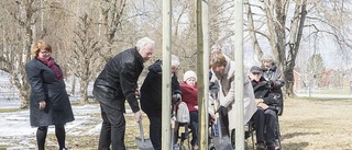 Rödblommig kastanj ska minna om 2017