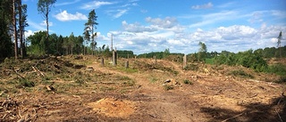 Skogsavverkning i häckningtid i Stigtomta