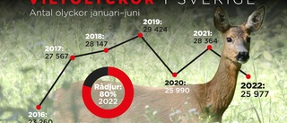 Viltolyckorna minskar efter fjolårets rekord