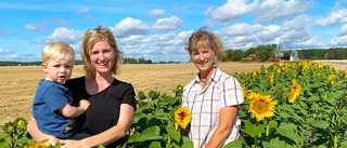 Nu blommar solar längs Velavägen • Drar in pengar till kamp mot barncancer