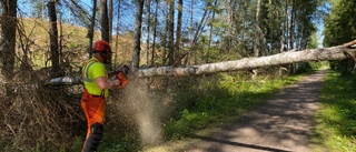 Träd blockerade gång- och cykelväg: "Viktigt att anmäla och inte bara skriva på Facebook"