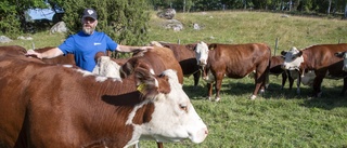 Tjuren Kurt lyfte gården till toppnivå ✓"Hade det mina kor saknade" ✓Sveriges bästa hereford 