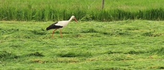 Storken har landat i Ringarum