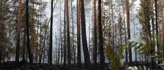 Skogsbrand nära Ljungsbro under kontroll efter vattenbombning