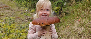 Elvira, 3, hittade jättesvamp ✓ 1,5 kilo ✓ Togs hem för torkning