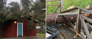 Se förödelsen efter fallna träden under åskovädret