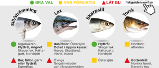 Akut läge för strömmingen - fisken du bör skippa