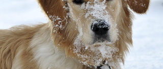 Så klarar din hund köldknäppen