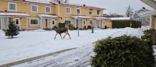 Video: Här springer älgen genom centrala Motala