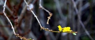 Den blomstrande vintertid är vår