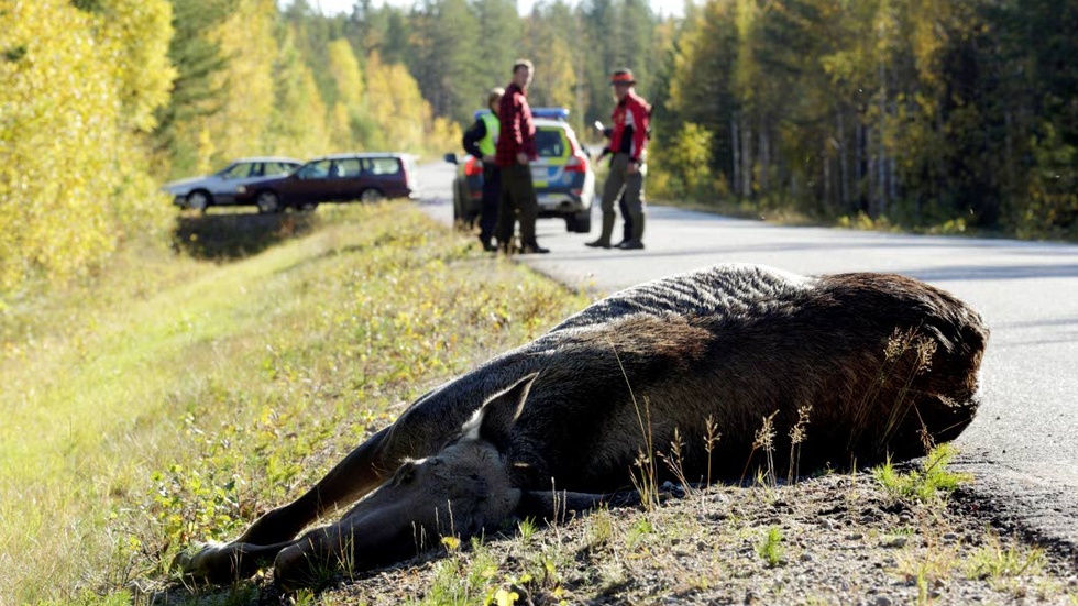 VILTOLYCKA. Trafikolyckor i Norrbotten där djur är inblandade omfattar främst ren, följt av rådjur och älg.