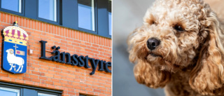 ”Skäller alla tider på dygnet” • Hund anses fara illa – ägaren anmäls • ”Rastar sig själv” på uteplats fylld av avföring