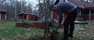 Experterna tipsar: Därför ska du plantera på hösten ✓Så gör du för att lyckas ✓Växterna för nybörjare