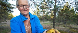 På jakt efter skogens guld