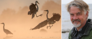 Gotländsk naturfotograf knep silvermedalj