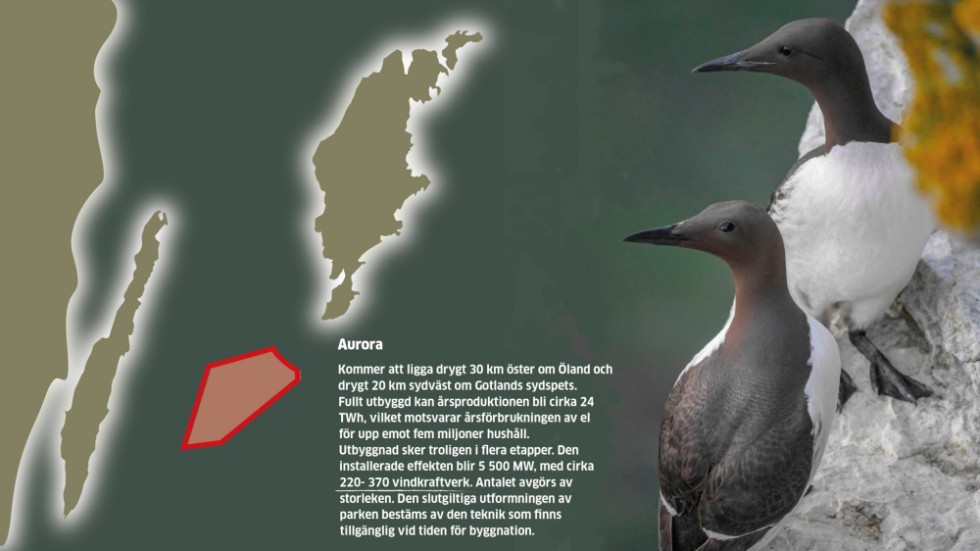 Illa vald placering med stora påverkan på fågellivet, anser Birdlife Sverige och Gotlands ornitologiska förening. Knappast någon påverkan alls, anser OX2 som ansökt om att få anlägga vindkraftparken Aurora.