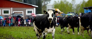 Här störtar korna ut i det fria