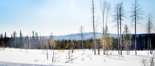 Unik turistsatsning i vildmarkens Lomben