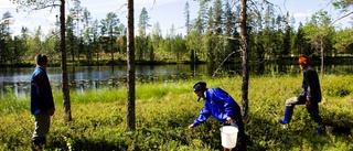 Värmen som avgör årets bärsäsong