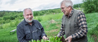 Maskrosor är deras passion