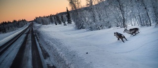 Malmfältsbor rasar mot vägsalt